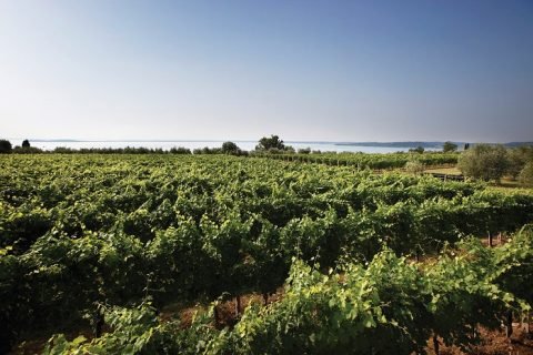 Vigne sul Garda nel comprensorio del Lugana