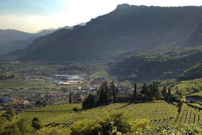 Conti Bossi Fedrigotti vigneti