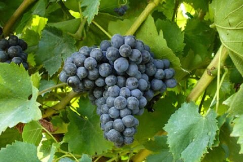 Cannonau grappolo d'uva, registro nazionale varietà di vite