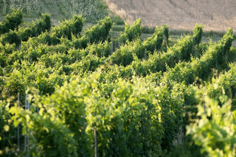 Cantine Santa Barbara vigneto
