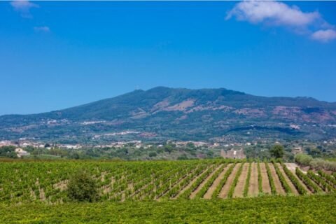 I vigneti di Villa Matilde Avallone davanti al vulcano spento di Roccamonfina