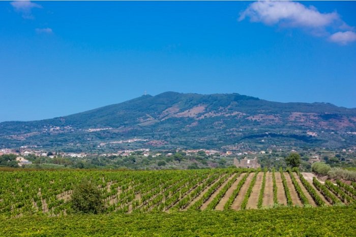 I vigneti di Villa Matilde Avallone davanti al vulcano spento di Roccamonfina