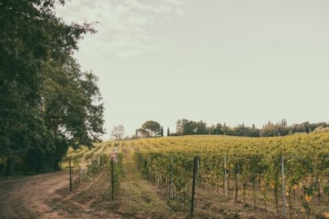 Vigneti Famiglia Cotarella