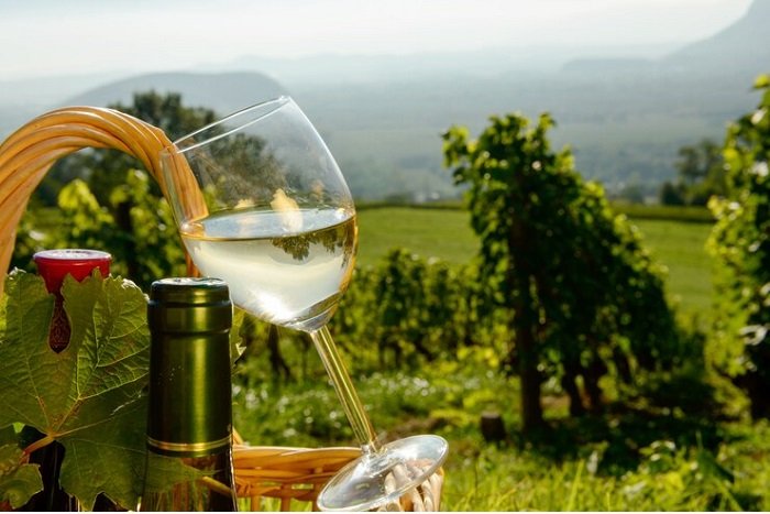 Tour Italy's celebrated vineyards - Future Trends in Italian Winemaking