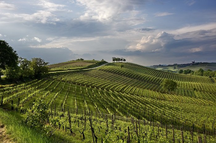 Nizza Docg, gioiello del Monferrato