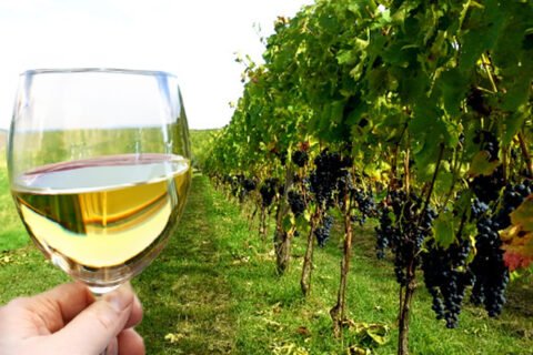 Vini bianchi da uve rosse