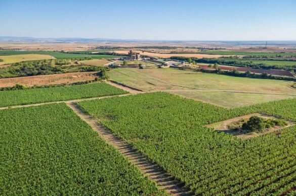 azienda-bulgara-edoardo-miroglio Panorama vigneti cantina Edoardo Miroglio Wine Cellars Bulgaria