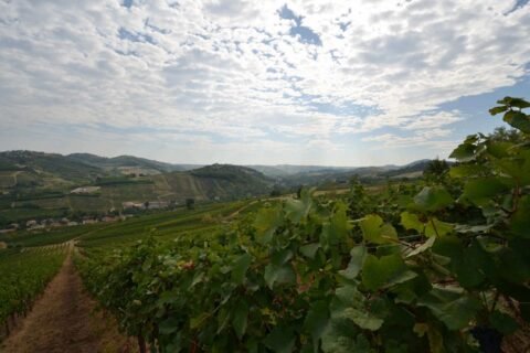 Oltrepò Pavese, vigneto di Monsupello