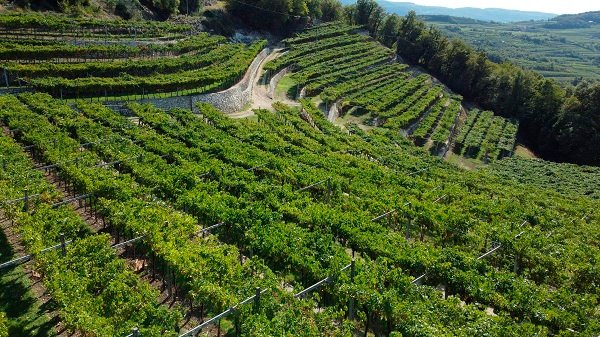 Albino Armani, the vineyards