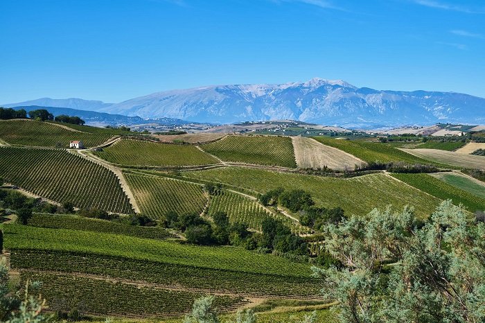 Vigneti Abruzzo terra sole mare