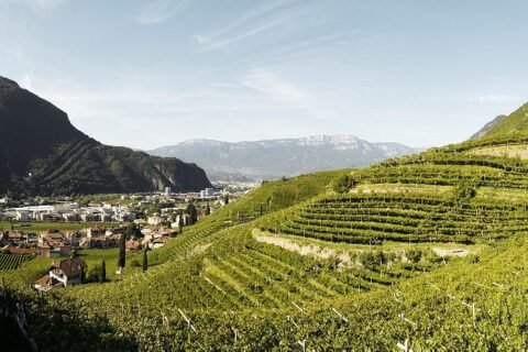 Cantina Bolzano vigneti
