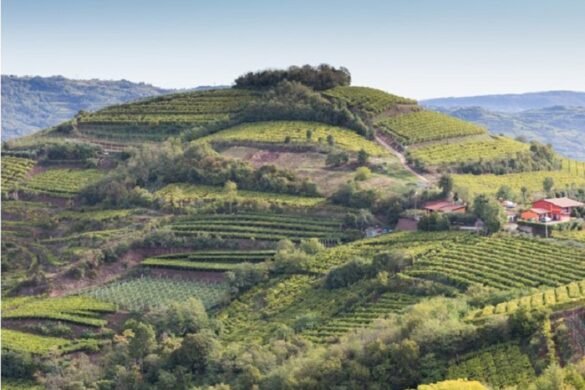 colline-soave Colline Soave