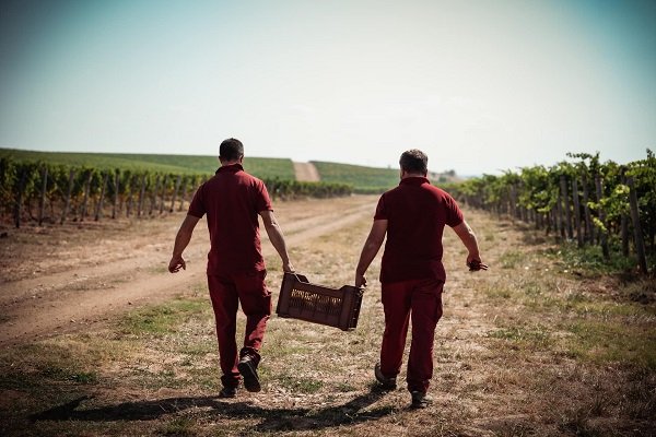 Re Manfredi, vendemmia uva bianca