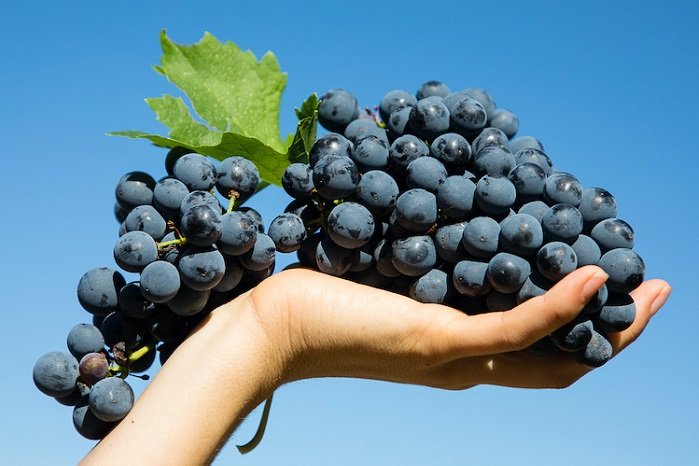 Modernità dell'oriente vinicolo italiano: Vernaccia Nera