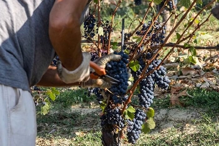 Vendemmia 2024