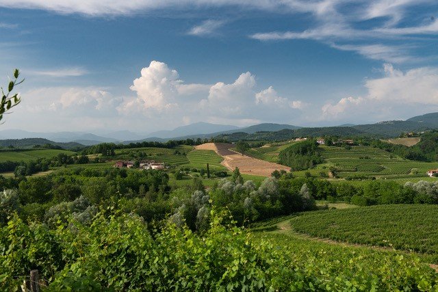 Collio Consortium confirms its commitment to sustainability