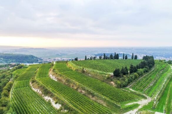 Allegrini_La Poja_drone_7 Allegrini, vigneto La Poja vista dal drone