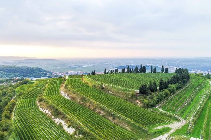 Allegrini, vigneto La Poja vista dal drone