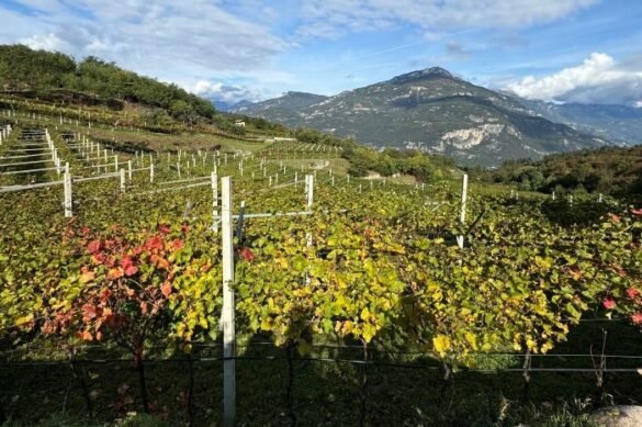 Brentonico - pinot nero di montagna Bretonico, Pinot Nero di montagna