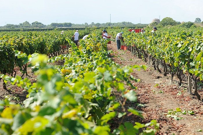 Vini pugliesi, filati vigneti Jorche Puglia