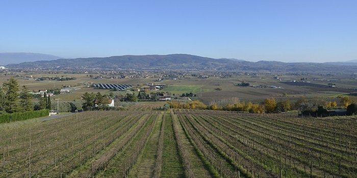 Chiorri, vigneto e panorama