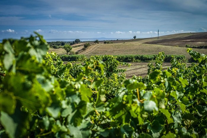 Montepulciano e Tintilia. Vigneti Tenimenti Grieco