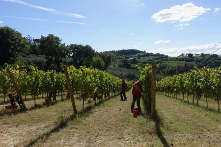 Crespaia lavori in vigna