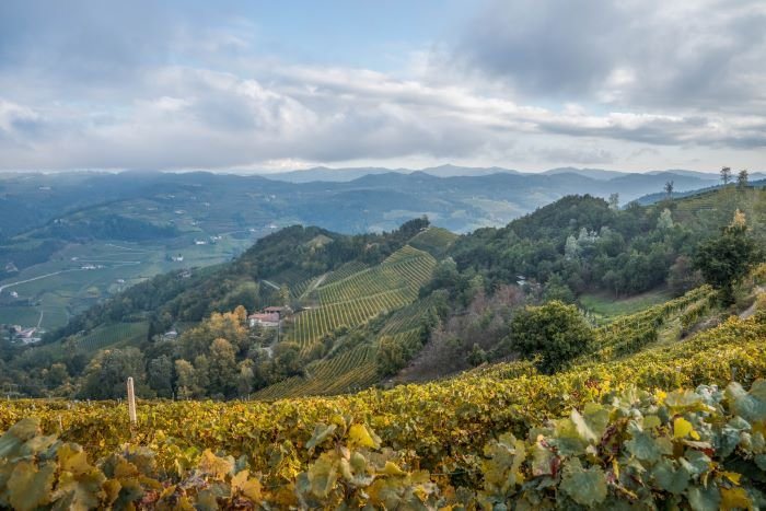 Vite Colte, panorama Alta Langa