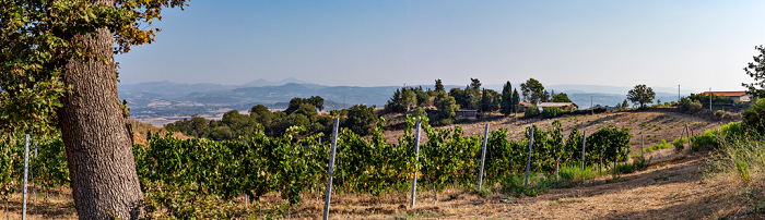 Panorama of the Morellino di Scansano range