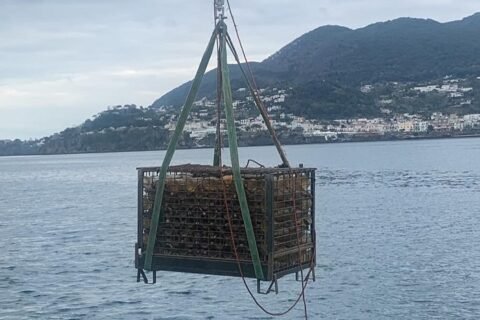 Under Water Wines, immersione casse Aphrodine Tommasone