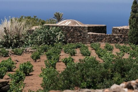 Abraxas vigneto zibibbo alberello pantesco