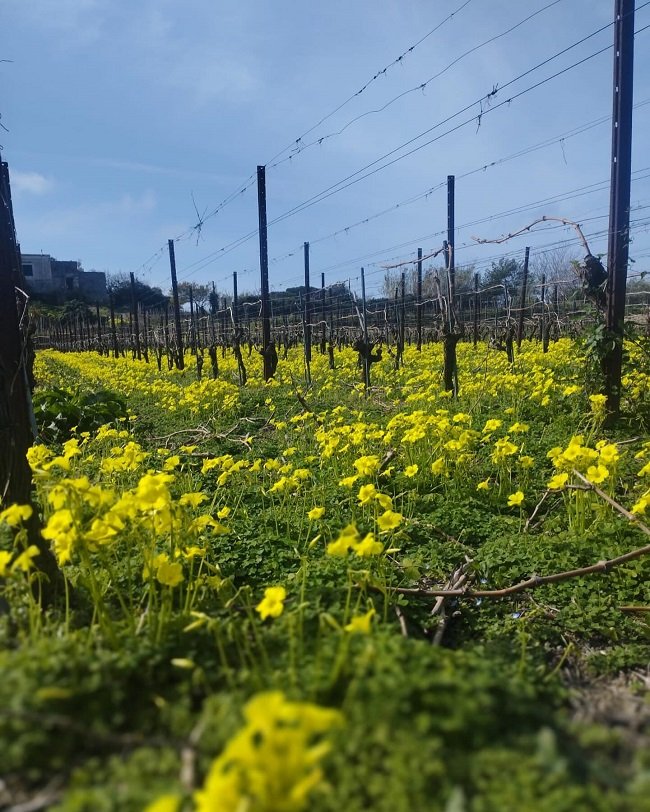 Tommasone, vigne a Ischia