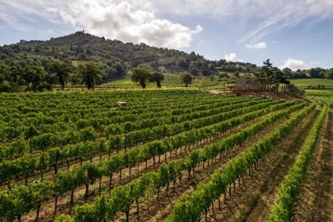 Paradiso di Cacuci vendemmia