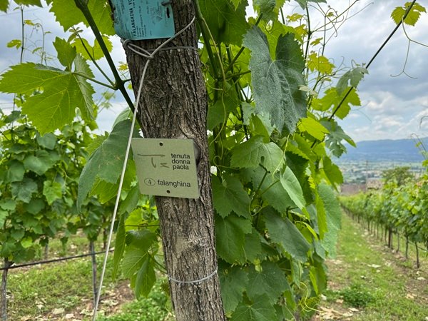 Donna Paola estate, rows of falanghina