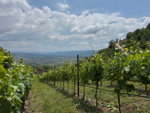 Donna Paola estate, vineyards