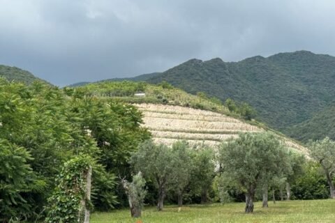 Tenuta Donna Paola, vigneto sulla cava