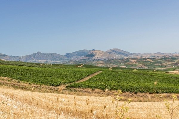 Catarratto Vineyards Monreale Doc Feudo Disisa