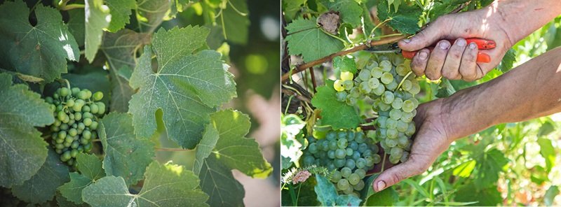 Catarratto grape