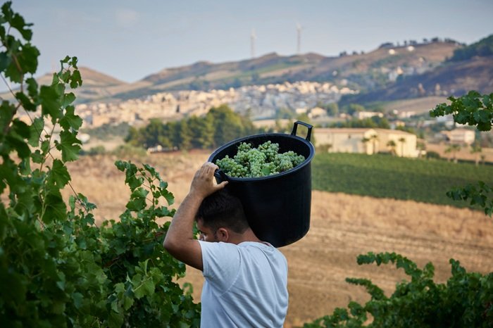 Vendemmia catarratto Alessandro di Camporeale