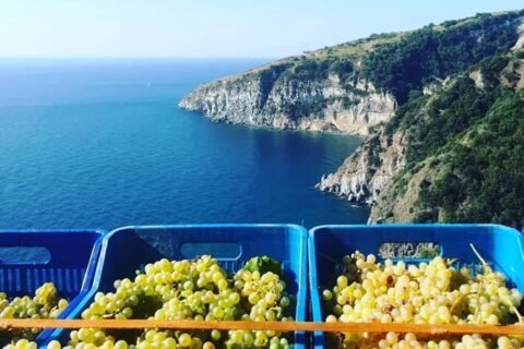 Ischia uva Forastera Cantina Mazzella