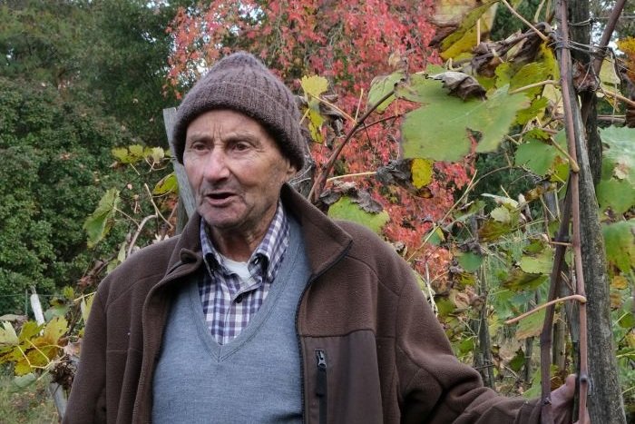 Alvio Fusi uva greca puntinata