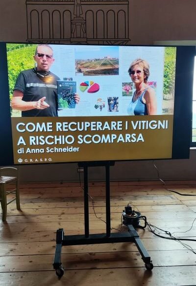 Presentazione graspo recupero uva greca puntinata