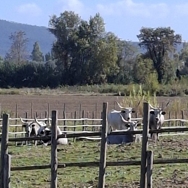 Rocca di Montemassi, the Maremma cows