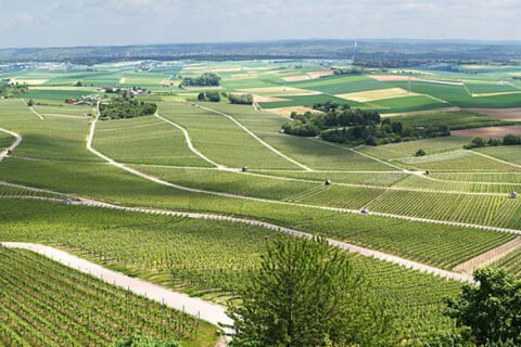 Vigneto collinare visto dall'alto, filari regolari che mostrano l’origine del vino