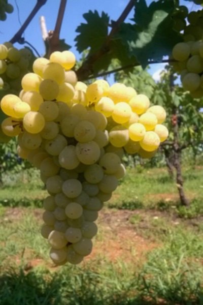 Vitigno autoctono campano: uva Coda di Pecora