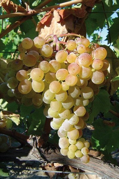 Vitigno autoctono campano uva Greco Bianco
