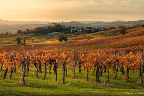 Vigneti in Oltrepò Pavese