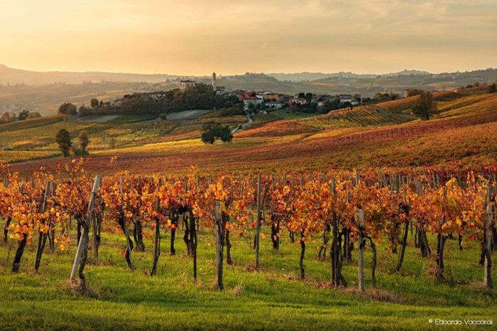 Vigneti in Oltrepò Pavese