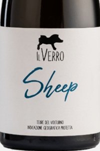 Terre del Volturno Coda di Pecora Sheep 2024 Il Verro