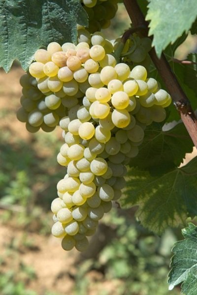 Vitigno autoctono campano: uva coda di volpe